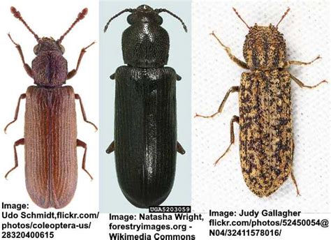 Types of House Beetles: Pictures, Identification and Control