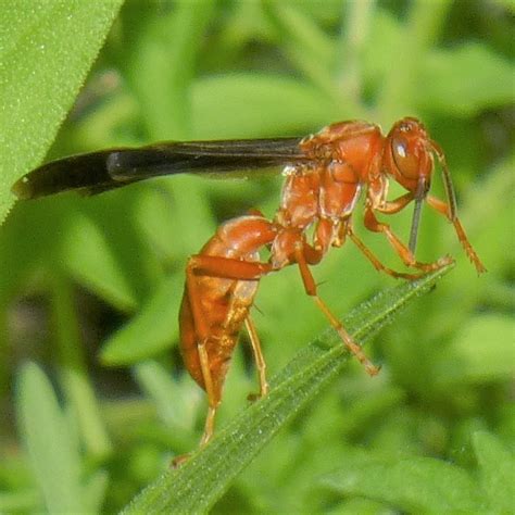 Red Wasp