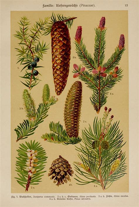 Vintage Pine Printable Antique Pine Cone Botanical Print Etsy