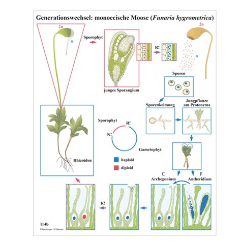 Botanik Ultrastrukturforschung Lmu M Nchen