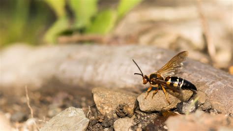 Everything You Need To Know About Cicada Killer Nest