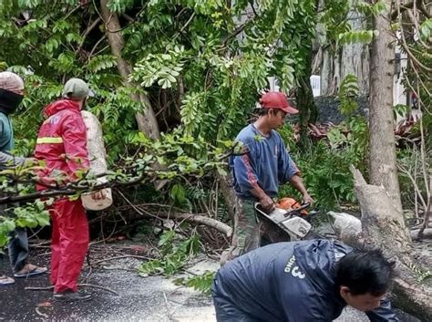 Antisipasi Pohon Tumbang Pemkot Bandung Tebang Ribuan Pohon Tua Jpnn