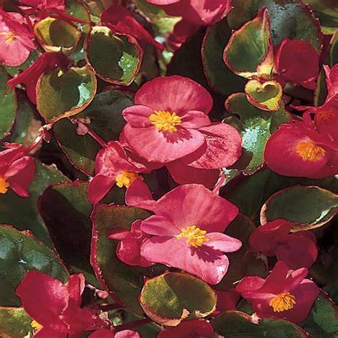 Costa Farms 2 45 Qt Red Begonia Plant 12 Pack 12PKBEGRD The Home Depot