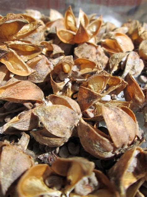 Hibiscus Seed Pods Stock Photo Image Of Tree Branch