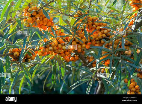 Sea Buckthorn Elaeagnus Rhamnoides Berries In Coastal Habitat Stock