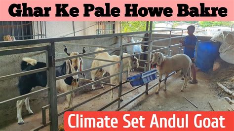 Ghar Ke Pale Howe Andu Bakre Andul Goat Collection Climate Set Goats