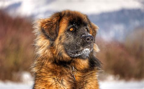 Chien Qui Ressemble à Un Ours Chien Nouvelles