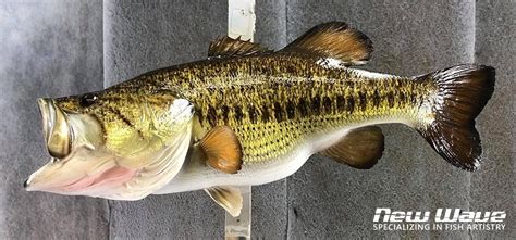 Largemouth Bass Mounts Replica Mounts From New Wave Taxidermy