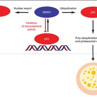 Wild Type P Acts As A Transcription Factor For Mdm Thus Activating