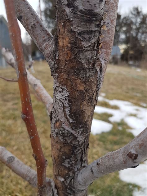 Euro Pear Bark Infected General Fruit Growing Growing Fruit