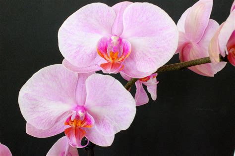 Über Orchideen Arten Und Die Richtige Pflege