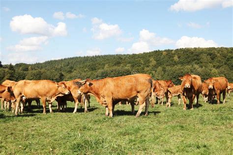 Limousin Calves In Spring Rain Stock Photo Image Of Group Brown