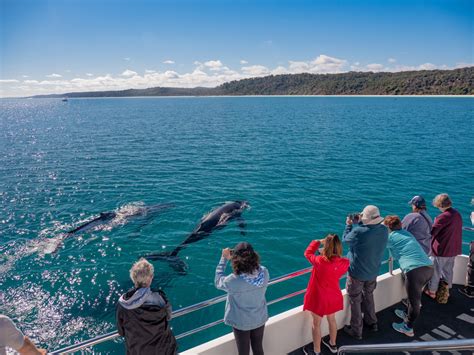 How To Go Whale Watching In Hervey Bay Queensland