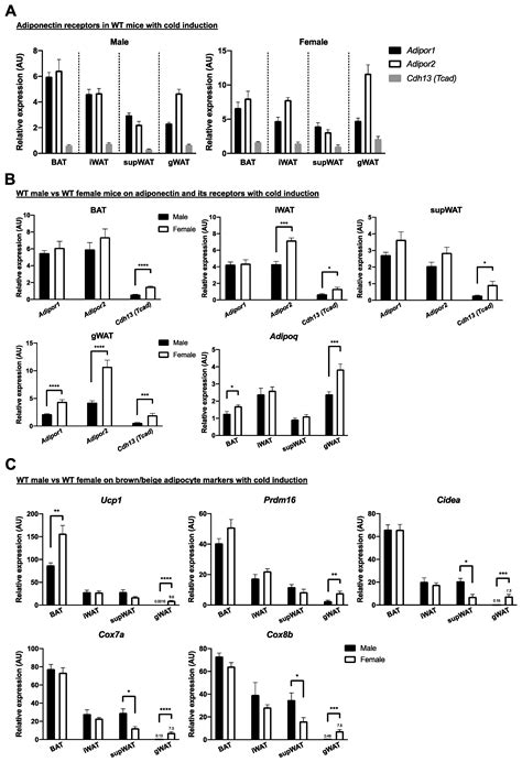 Ijms Free Full Text Overexpression Of Adiponectin Receptor 1