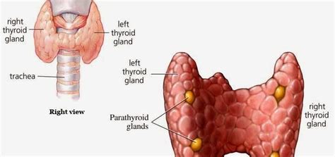 Parathyroid Gland Structure