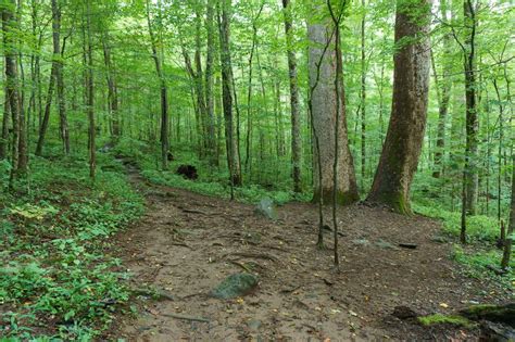 Photo Gallery Joyce Kilmer Memorial Trail