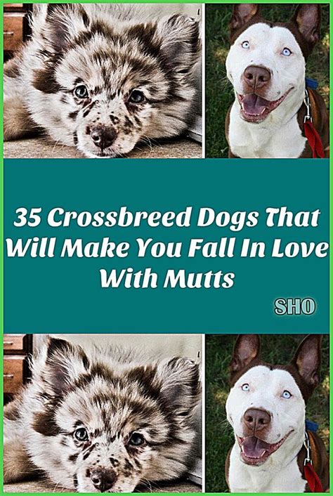 35 Crossbreed Dogs That Will Make You Fall In Love With Mutts Artofit