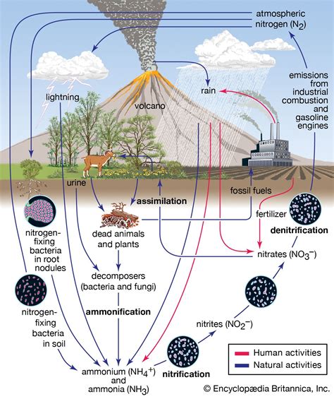 The Nitrogen Cycle Plant Science Nitrogen Cycle Biogeochemical Cycles