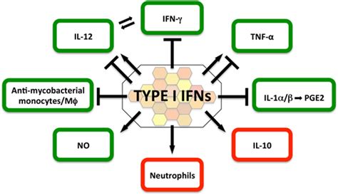 Frontiers Type I Interferons In The Pathogenesis Of Tuberculosis