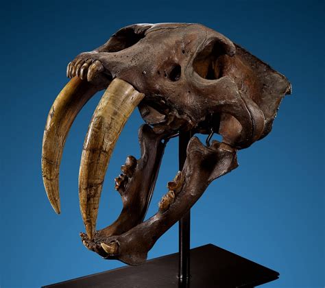 Iconic Saber Tooth Cat Skull Could Bring 1 Million At Heritage Auctions