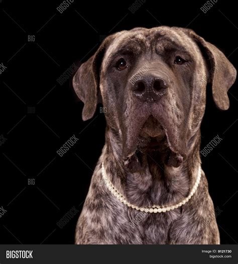 Large Mastiff Dog Image & Photo (Free Trial) | Bigstock