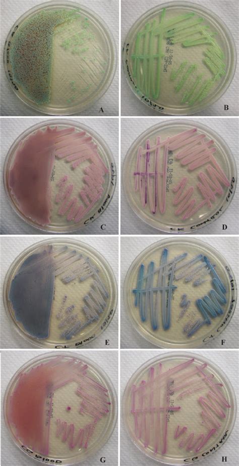 Growth Of C Albicans A And B C Krusei C And D C Tropicalis E