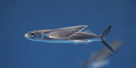 Flying Fish Diagram