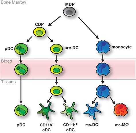 Frontiers Fate Mapping Of Dendritic Cells