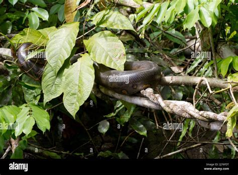 wildlife photography amazonas Stock Photo - Alamy