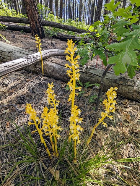 AboutOrchids Blog Archive These Coral Root Orchids Are Welcoming Summer