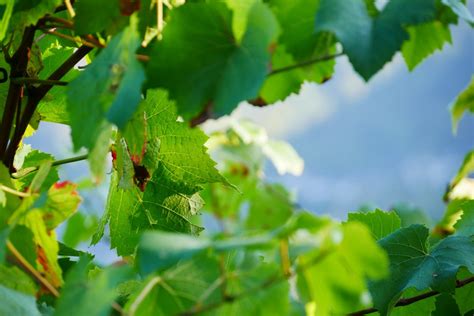 Free Images Tree Nature Branch Sunlight Leaf Flower Bush Food