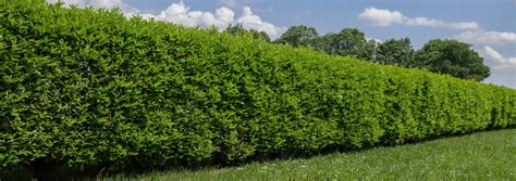 Hedge Trimming | Lawn Kings - Lawn and landscaping Chatham-Kent