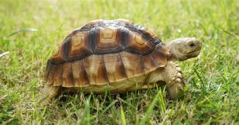 Baby Sulcata Tortoise 10 Pictures And 10 Amazing Facts A Z Animals