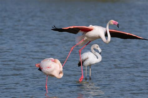 Flamant Rose Phoenicopterus Roseus Parc Naturel R Gional Flickr