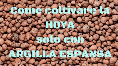 Come Coltivare La Hoya Solo Con Argilla Espansa Youtube