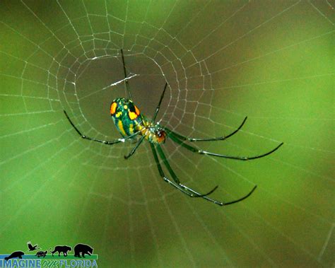 Mabel Orchard Orb Weaver Imagine Our Florida Inc