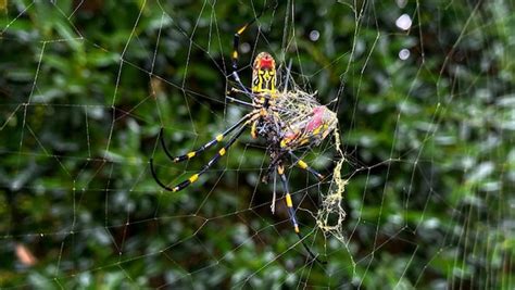 Stranger Things Are Giant Poisonous Spiders Going To Invade New York