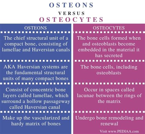 What is the Difference Between Osteons and Osteocytes - Pediaa.Com