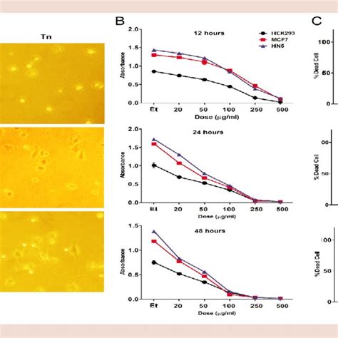 Cytotoxic Effect Of Tarantula Cubensis Venom On The Human Cells A