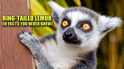 Ring Tailed Lemur 👻🐈 10 Facts You Never Knew Youtube