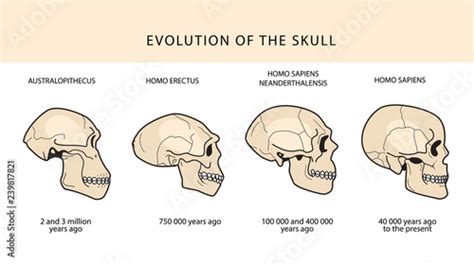 Neanderthal Vs Homo Erectus