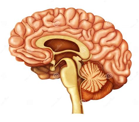 Ejemplo Del Cerebro Humano Stock De Ilustración Ilustración De Mente