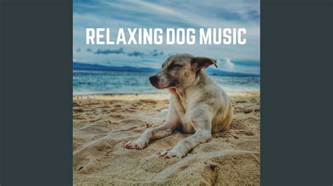 Relaxing Dog Music Pt 13 Youtube