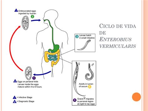 Ppt Helmintos Intestinales NemÁtodos Powerpoint Presentation Free Download Id2354498