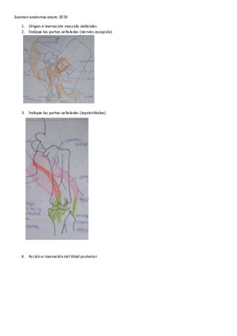 Examen Anatomia Enero 2019 Pdf