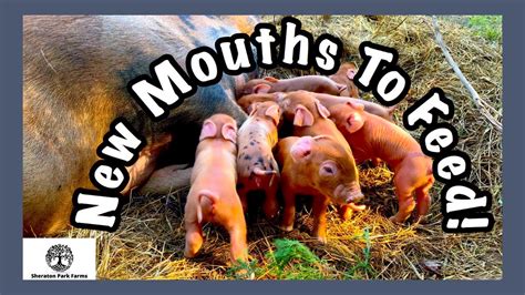 Homesteading How Many Mouths Do We Feed Youtube