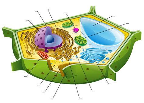 Plant Cell Structures And Functions Lets Talk Science Worksheets Library