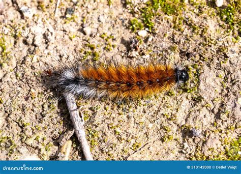 Pine Processionary Caterpillar On Mossy Ground Spain Stock Photo