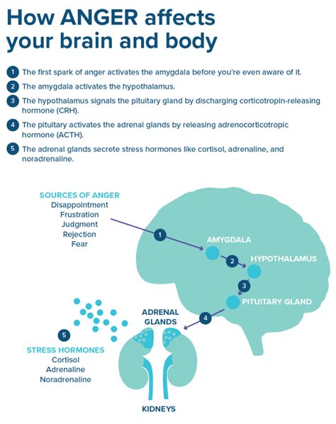 The Neuroscience Of Anger Mental Health Academy