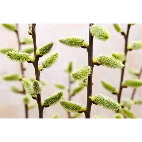 Pussy Willow Tree Cutting To Plant Grow Stunning Weeping Catskin